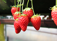 伊豆長岡いちご狩りの特徴