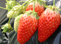 美味しい苺「章姫（あきひめ）」をお腹いっぱい召し上がれ！