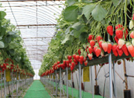 いちご狩りの流れ