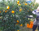 小坂みかん狩り園